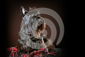 Scottish terrier