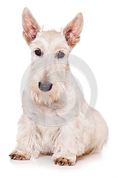 Scottish Terrier photo