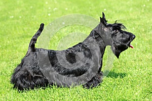 Scottish Terrier