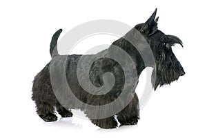 Scottish Terrier