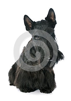 Scottish Terrier