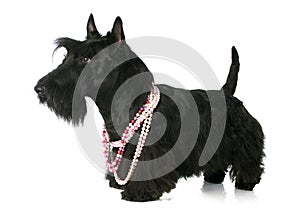 Scottish Terrier