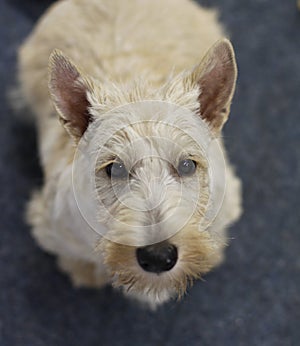 Scottish Terrier