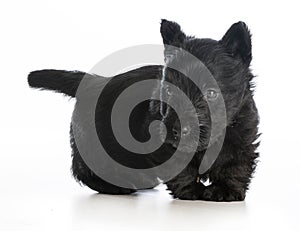 Scottish terrier