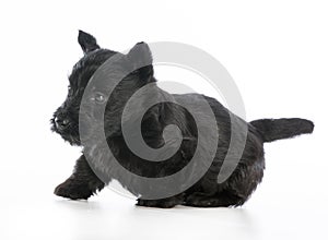 Scottish terrier