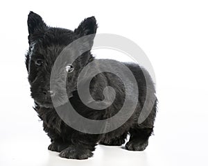 Scottish terrier