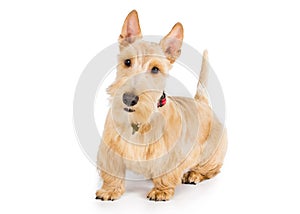 Scottish terrier