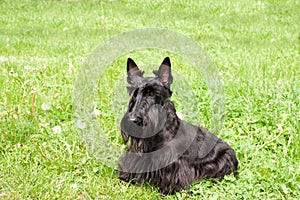 Scottish terrier