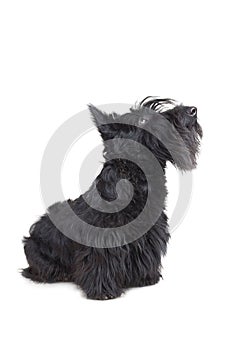 Scottish terrier