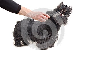 Scottish terrier photo