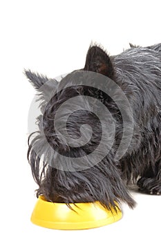 Scottish terrier