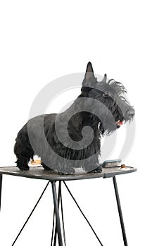 Scottish terrier photo