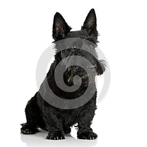 Scottish Terrier (9 years)