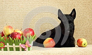 Scottish terrier with apple