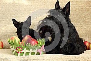 Scottish terrier with apple