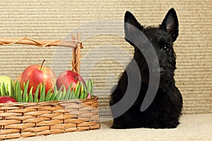 Scottish terrier with apple