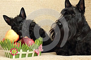 Scottish terrier with apple