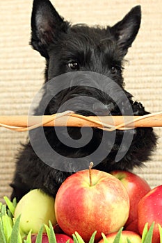 Scottish terrier with apple