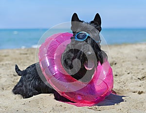 Scottish terrier on beach