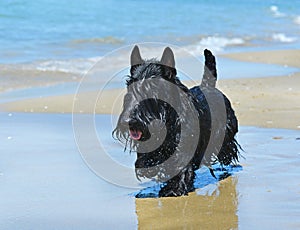 Scottish terrier on beach