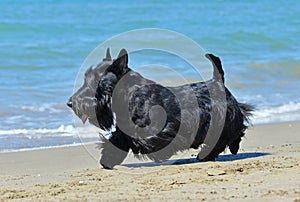 Scottish terrier on beach