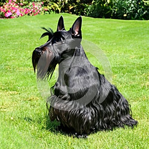 Scottish Terrier, a black dog breed, sitting in grass as a terrestrial animal