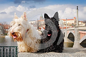 Scottish terrier, Black and white wheaten dog, pair of beautiful dogs sitting on bridge, Prague castle in the background. Travel