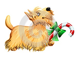 Scottish Terrier and candy cane
