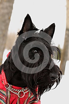 Scottish terrier dog