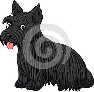 Scottish terrier dog breed