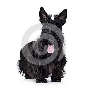 Scottish Terrier dog on white background