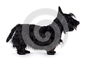 Scottish Terrier dog on white background