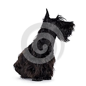 Scottish Terrier dog on white background