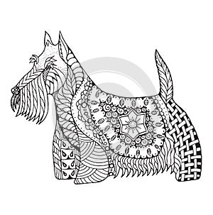 Scottish terrier dog zentangle stylized, vector, illustration, f