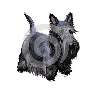 Scottish Terrier domestic animal originated from Britain Scolnad doggy digital art illustration . Doggy hand drawn clip art