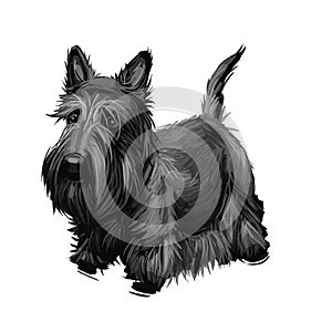 Scottish Terrier domestic animal originated from Britain Scolnad doggy digital art illustration . Doggy hand drawn clip art