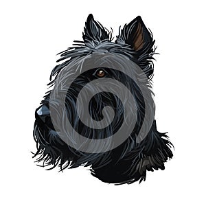 Scottish Terrier domestic animal originated from Britain Scolnad doggy digital art illustration . Doggy hand drawn clip photo