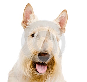 Scottish Terrier in front view. isolated on white background