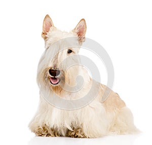 Scottish Terrier in front view. on white background