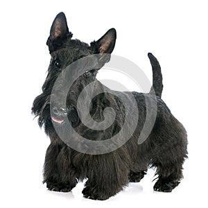 Scottish Terrier