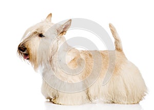 Scottish Terrier isolated on white background