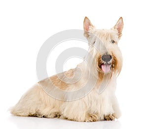 Scottish Terrier isolated on white background