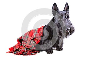 Scottish terrier in a kilt