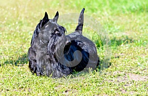 Scottish Terrier looks.