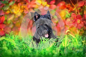 Scottish Terrier portrait