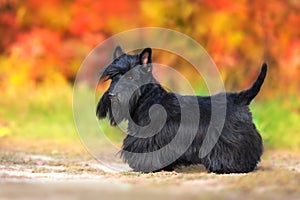 Scottish Terrier portrait