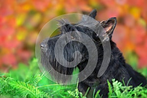 Scottish Terrier portrait