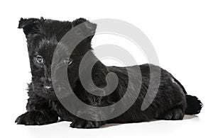 Scottish Terrier puppy