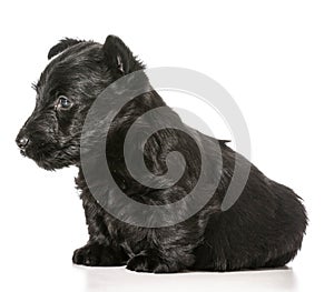 Scottish Terrier puppy