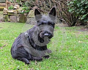 Scottish terrier puppy dog sitting in a garden.